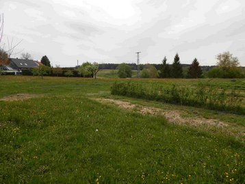 grüne Wiese mit Busch